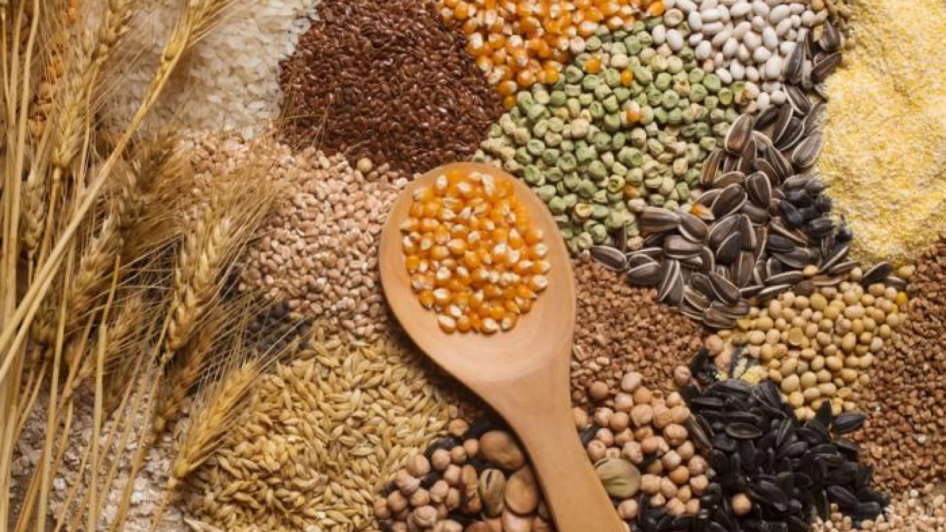 Coldiretti Molise: produzione cerealicola, più controlli per tutelare produttori e consumatori.